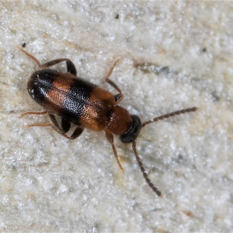 Syzeton sp. (genus)