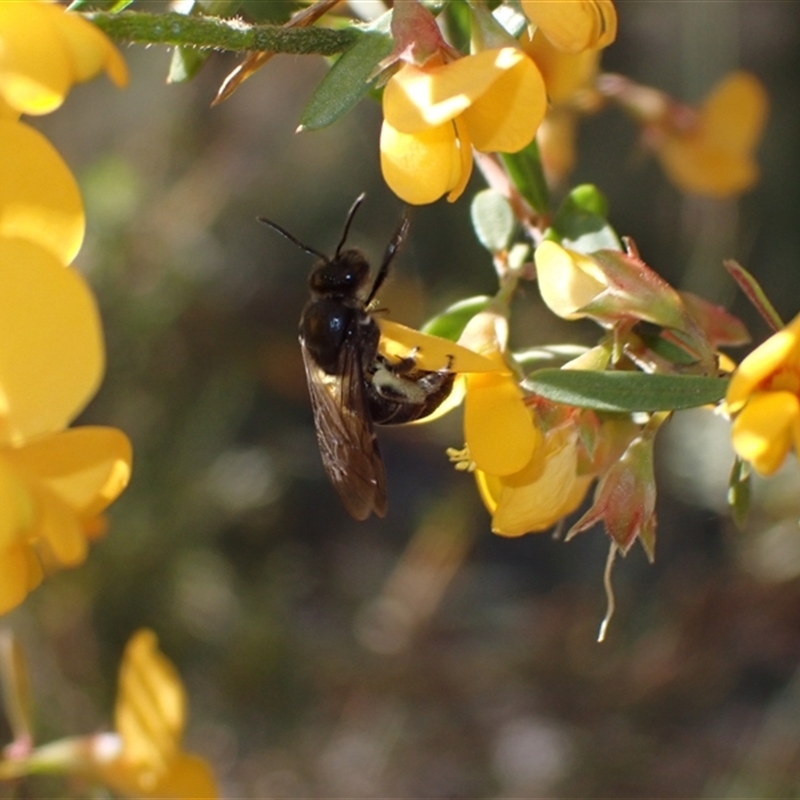 Lasioglossum sp.