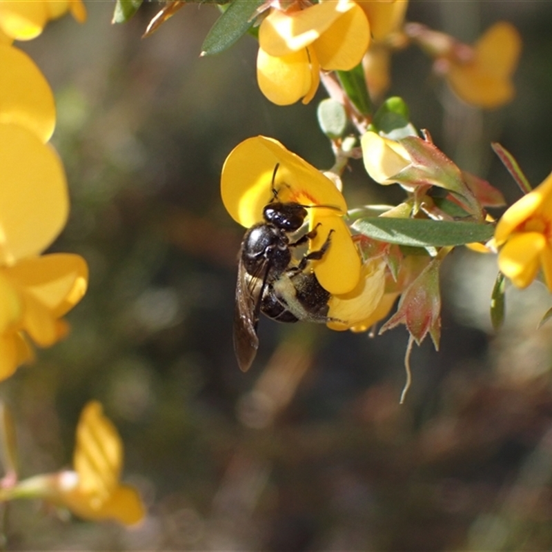 Lasioglossum sp.