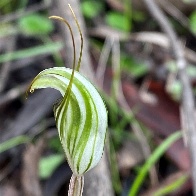 Pterostylis striata