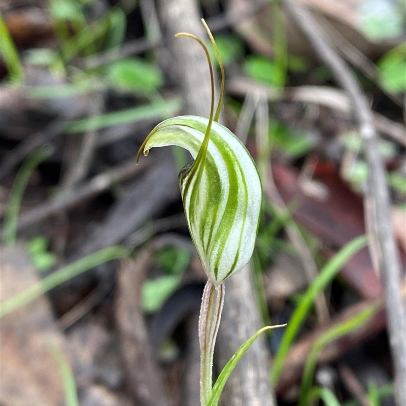 Pterostylis striata