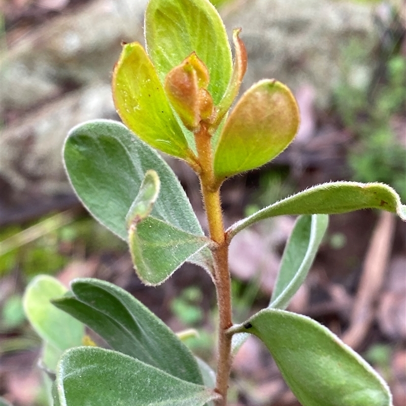 Persoonia sericea