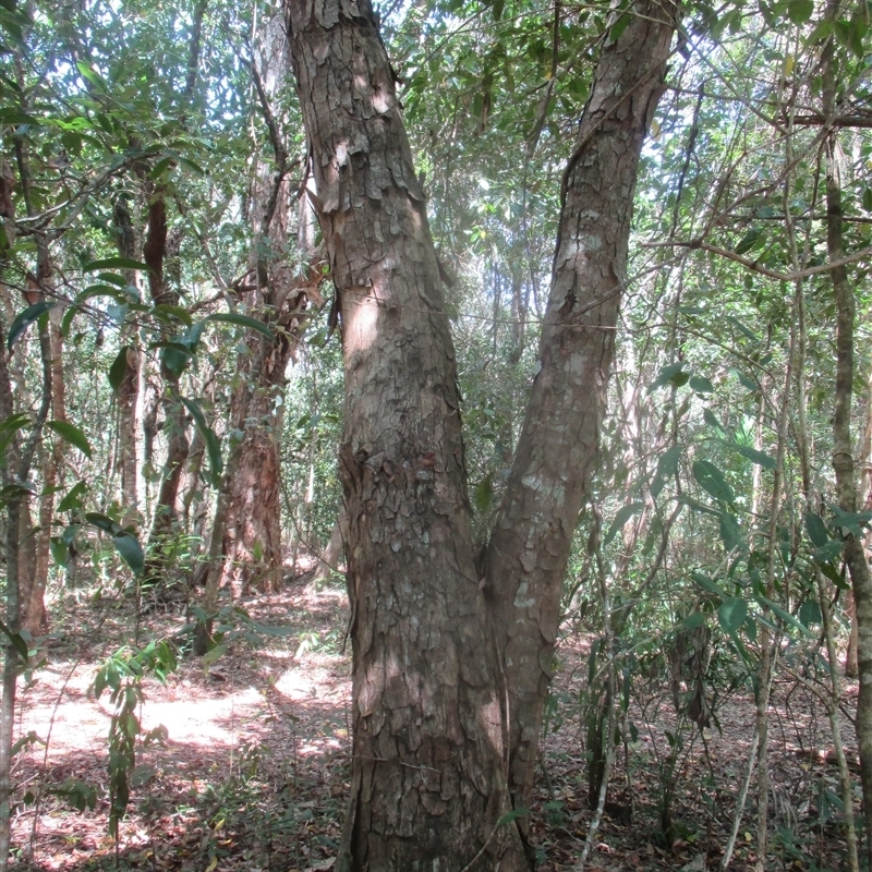 Trunk, bark with large flakes –characteristic of trees of this species .