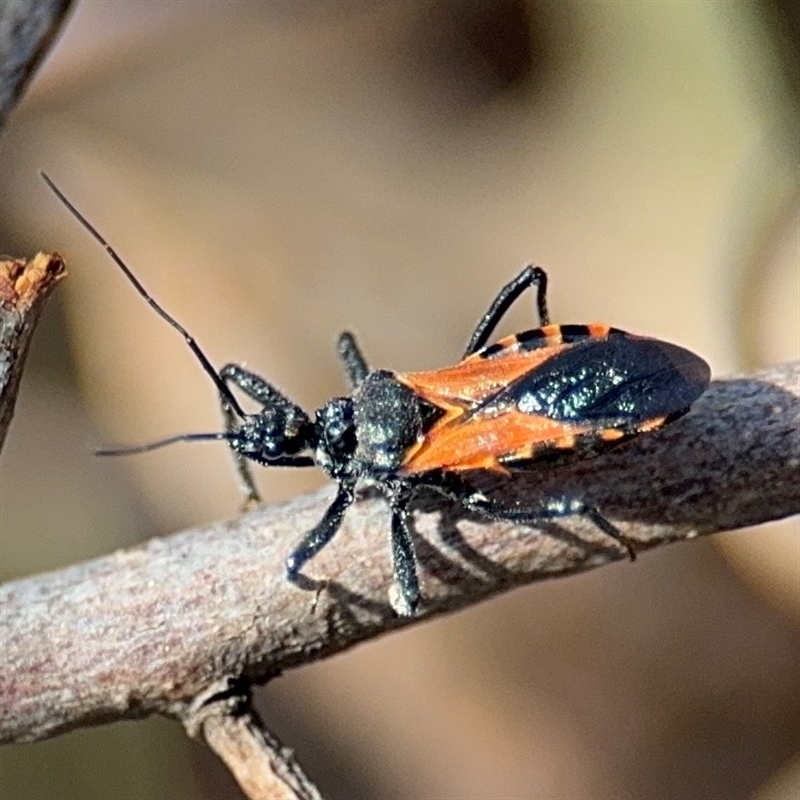 Catasphactes sp. (genus)