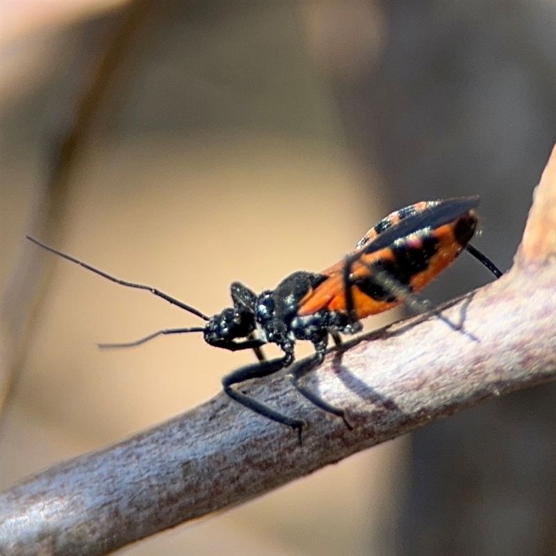 Catasphactes sp. (genus)