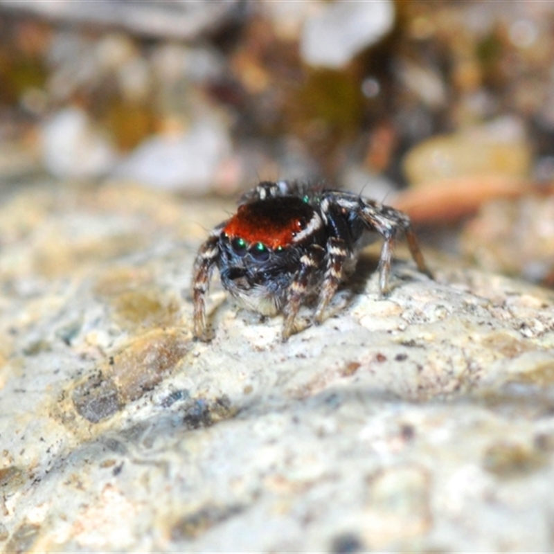 Maratus robinsoni