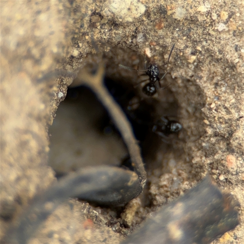 Prolasius sp (genus)