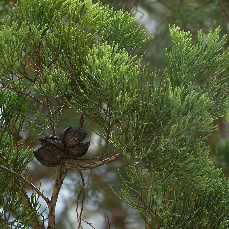 Callitris glaucophylla