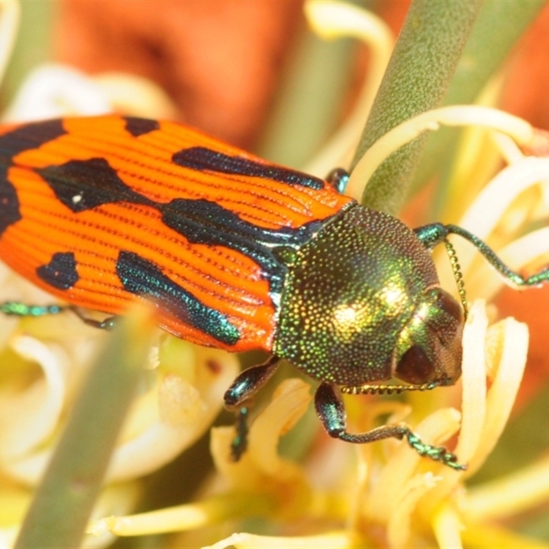 Castiarina abdominalis