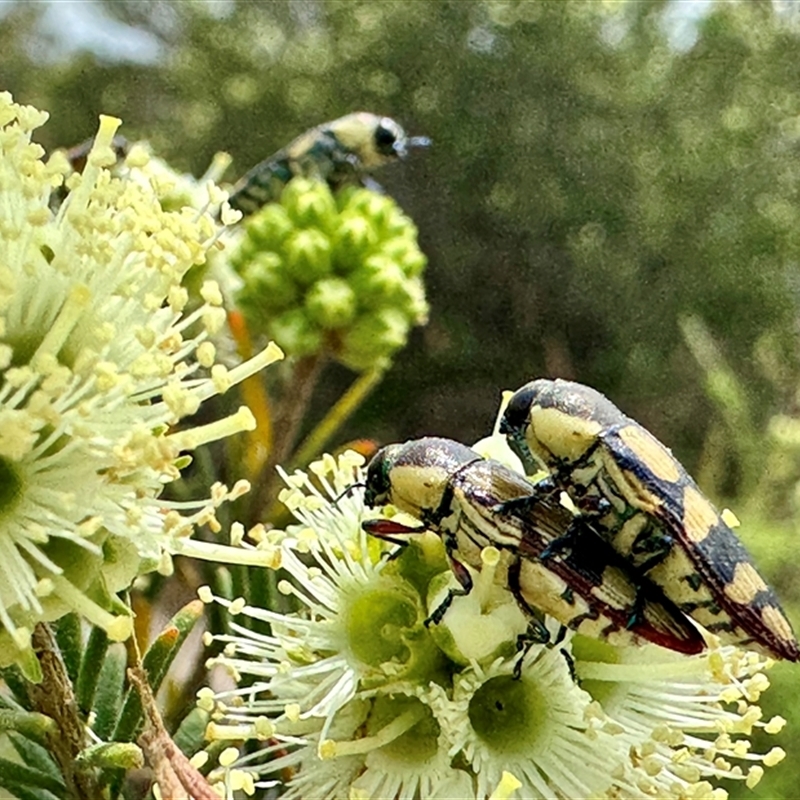 Castiarina subcincta