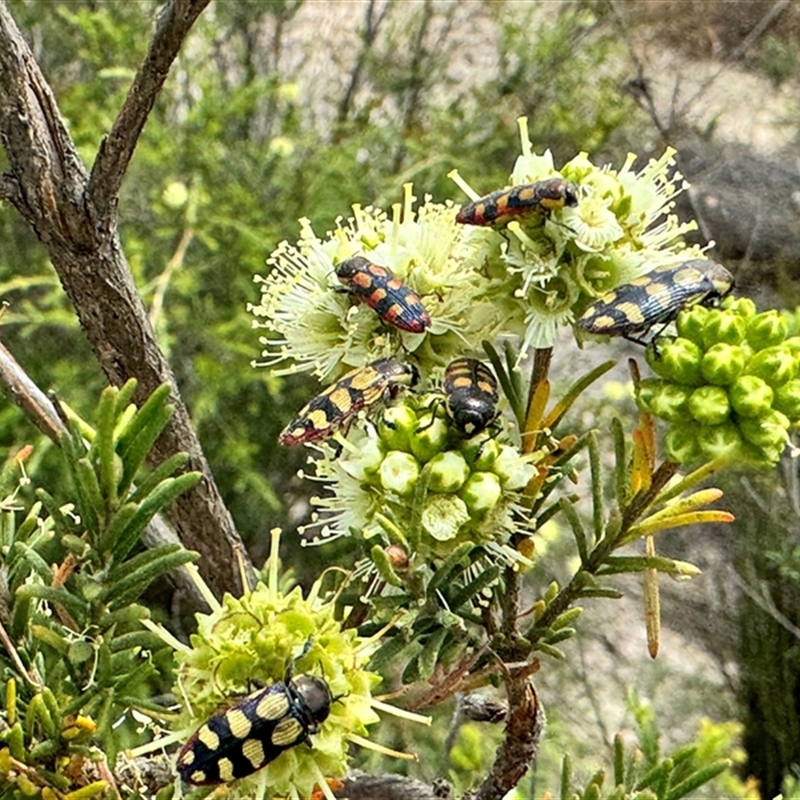 Castiarina subcincta