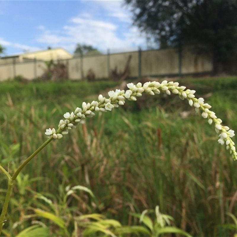 Persicaria attenuata subsp. attenuata