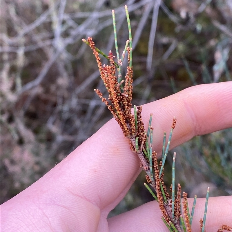 Allocasuarina diminuta subsp. diminuta