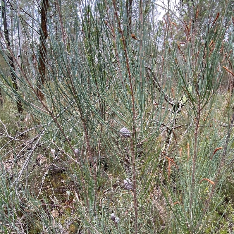 Allocasuarina diminuta subsp. diminuta