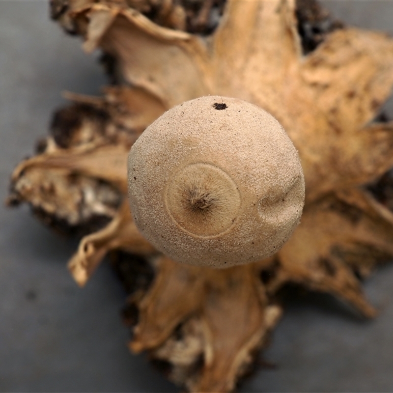 Geastrum austrominimum