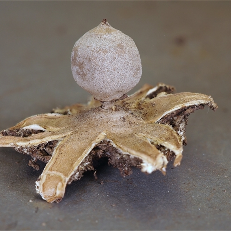 Geastrum austrominimum