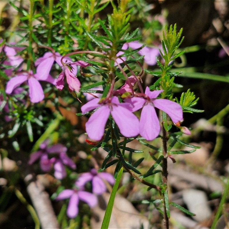 Tetratheca neglecta