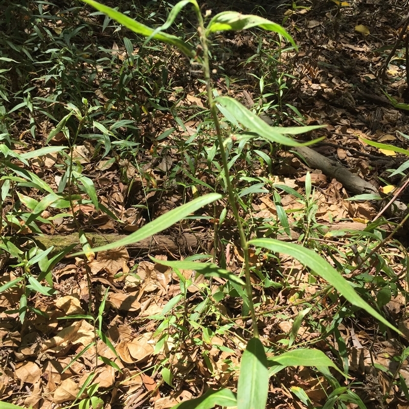 Persicaria barbata