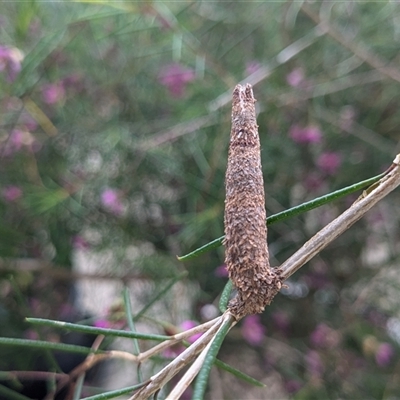 Lepidoscia (genus) IMMATURE