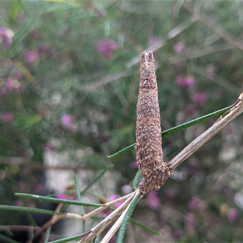 Lepidoscia (genus) IMMATURE