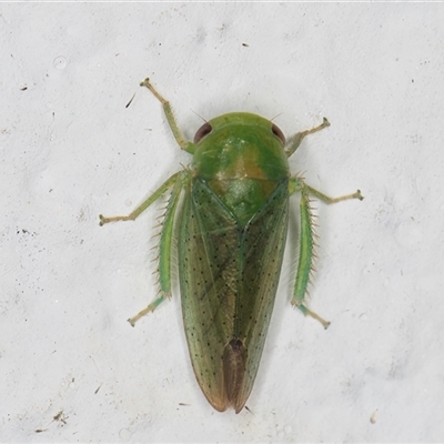 Batracomorphus sp. (genus)