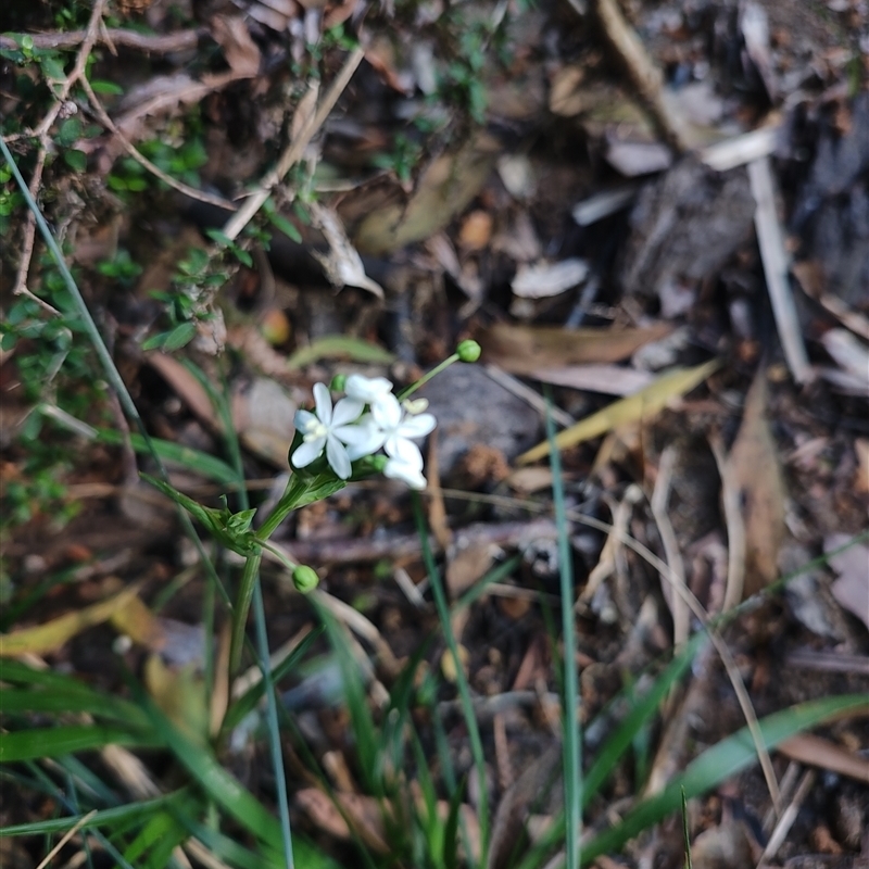 Libertia pulchella