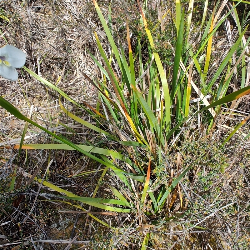 Diplarrena latifolia