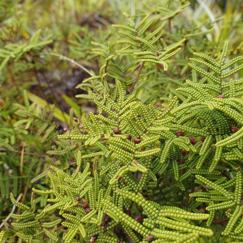 Gleichenia alpina