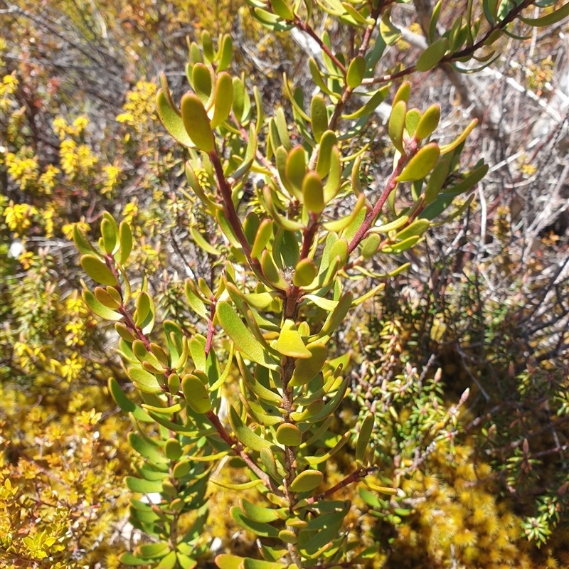 Persoonia gunnii