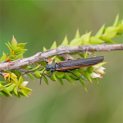 Acruroperla atra