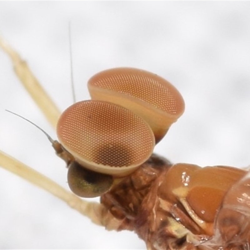 Baetidae sp. (family)