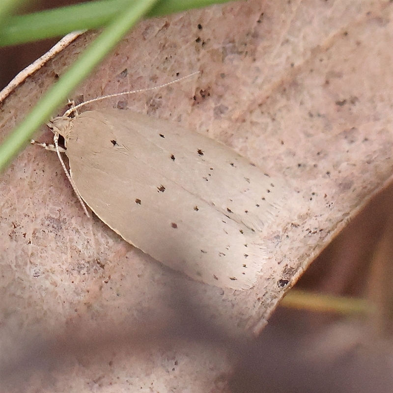 Ironopolia sobriella