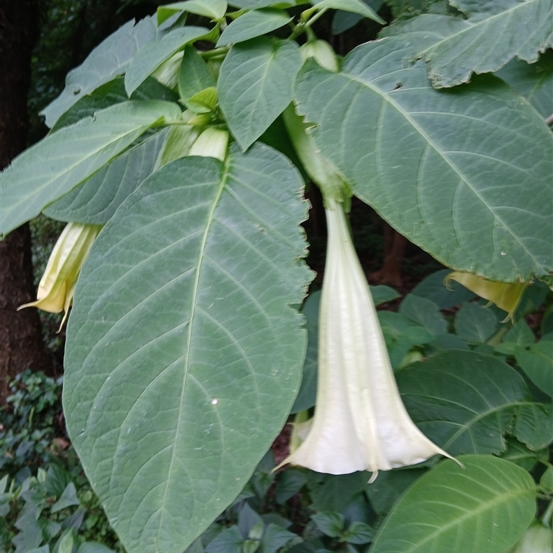 Brugmansia suaveolens