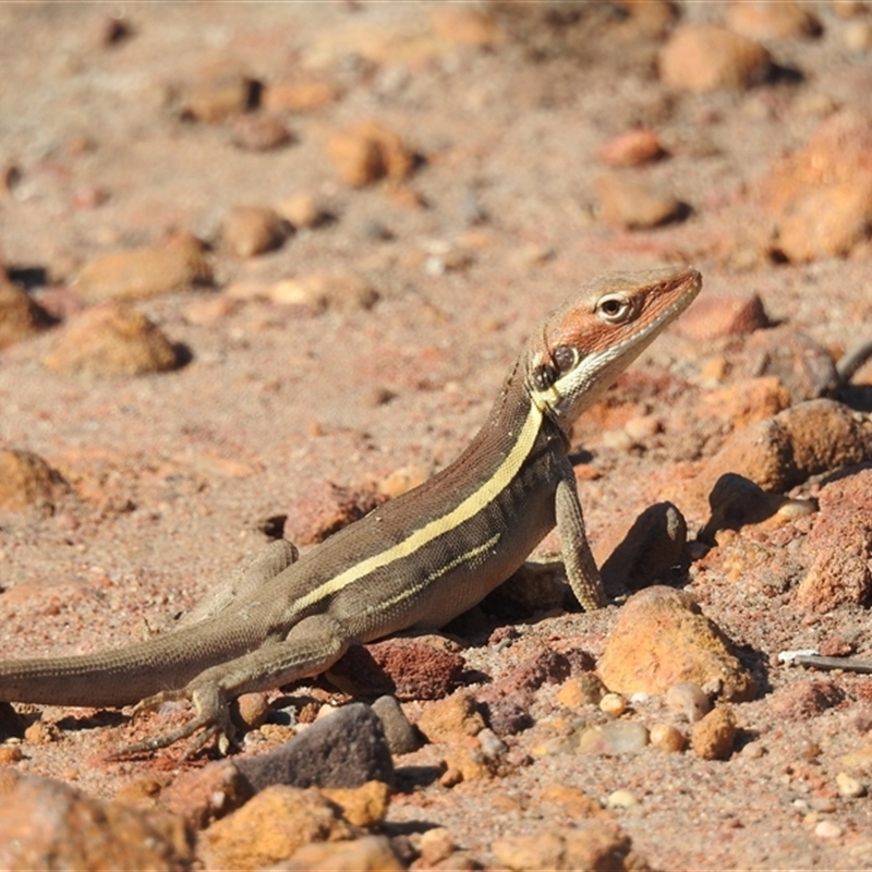 Gowidon longirostris