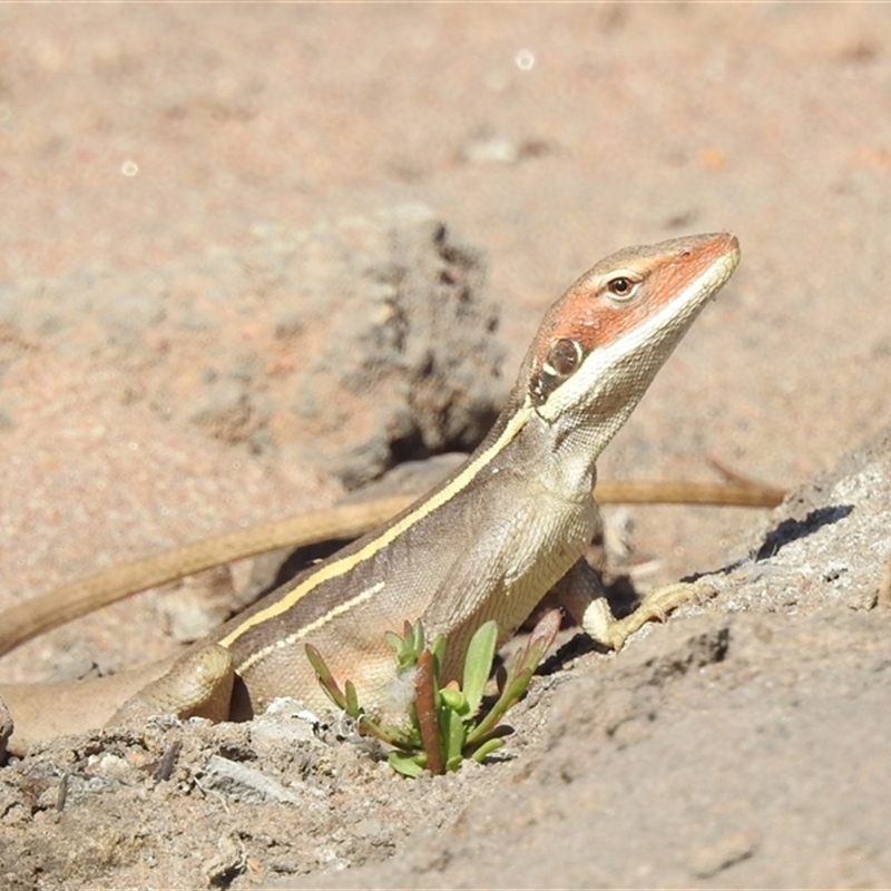 Gowidon longirostris