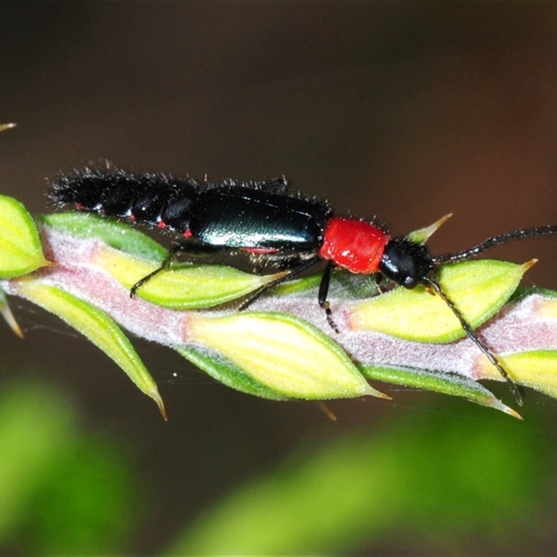 Carphurus cyanopterus