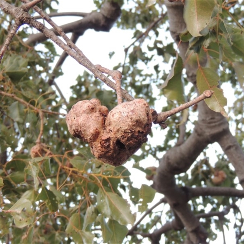 Brachychiton populneus gall