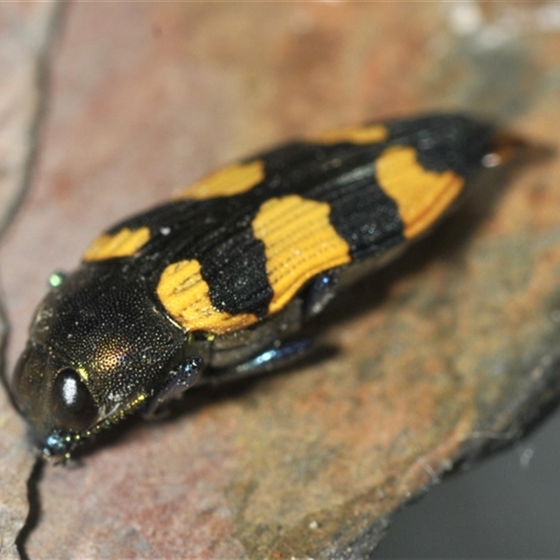 Castiarina imitator