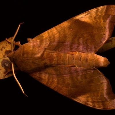 Acosmeryx cinnamomea