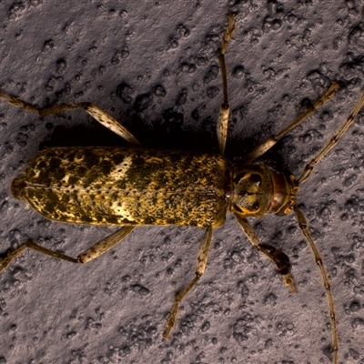 Phacodes mossmanni