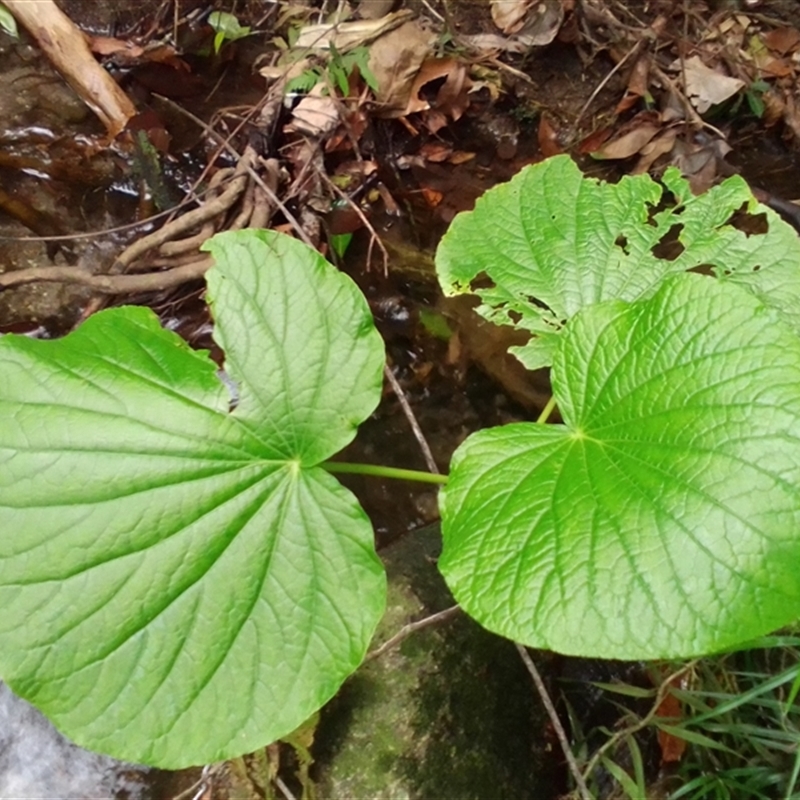 Piper umbellatum