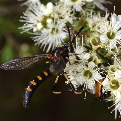 Diochlistus sp. (genus)