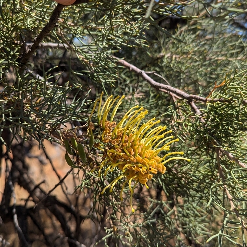 Hakea eyreana