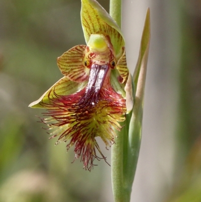 Calochilus campestris