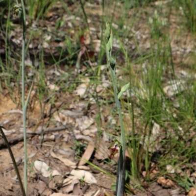 Calochilus campestris