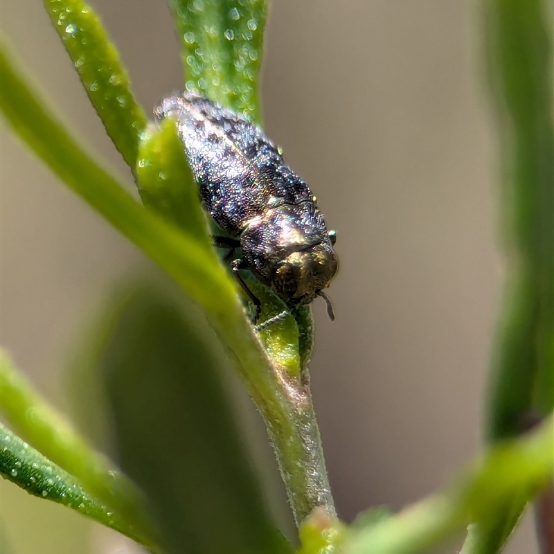 Diphucrania trimentula