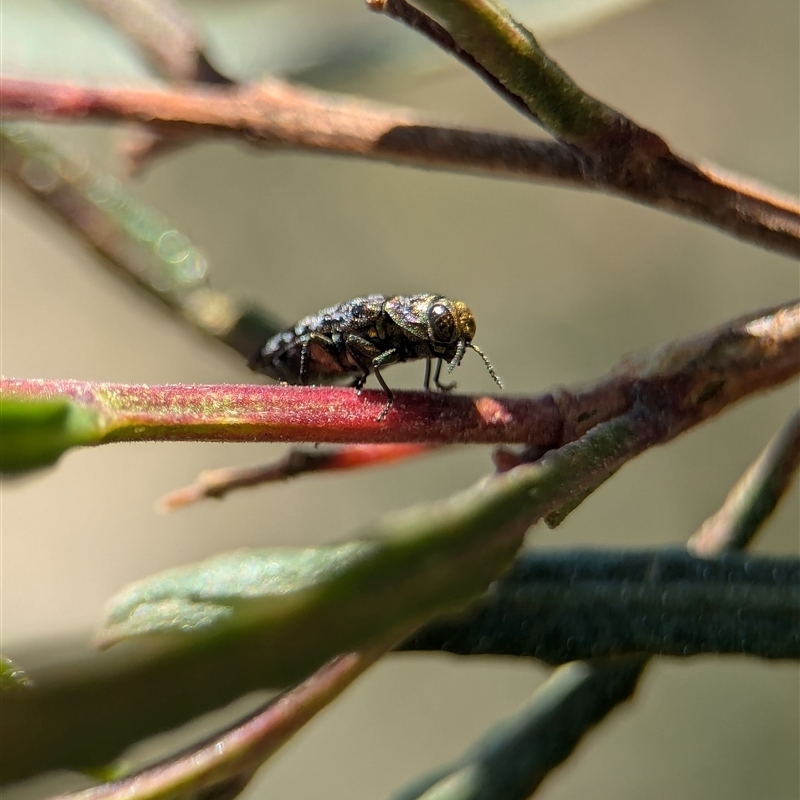 Diphucrania trimentula