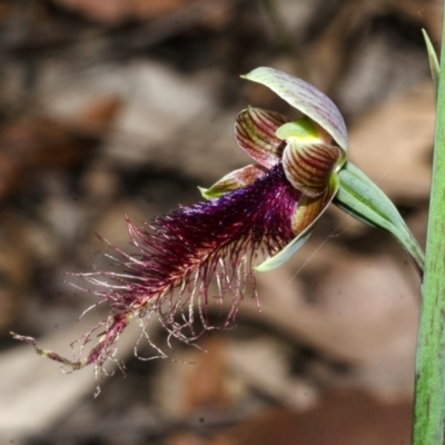 Calochilus gracillimus