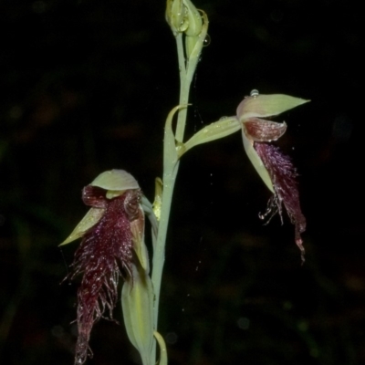 Calochilus gracillimus