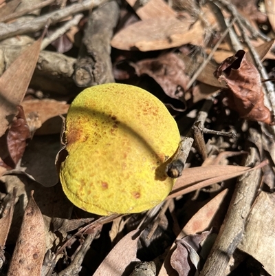 bolete